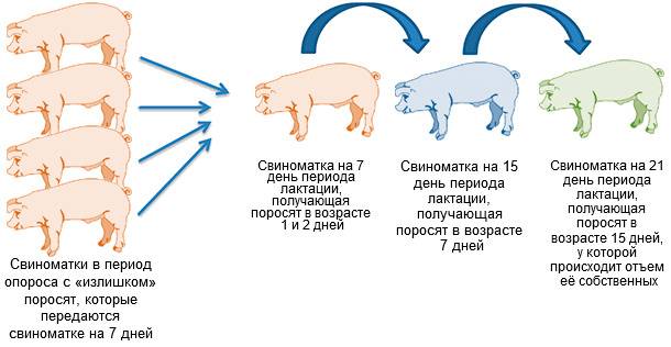 ✅ охота у свиней: сколько длится, как определить, признаки, фото -