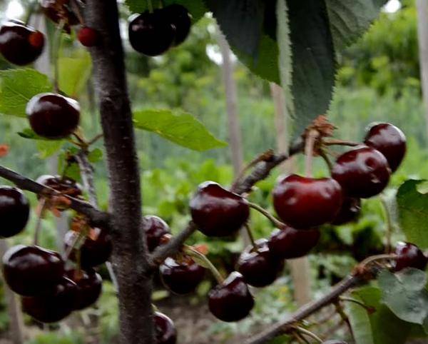 Выращивание вишни чудовишня лучшие советы по посадке и уходу