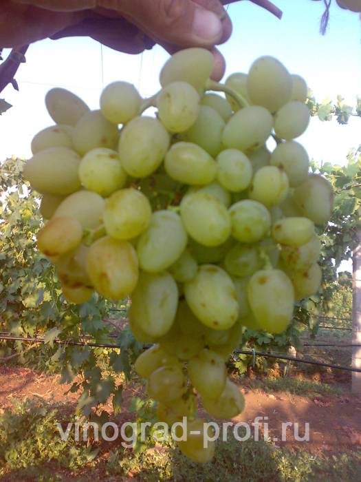 Описание сорта и особенности выращивания винограда «гарольд»