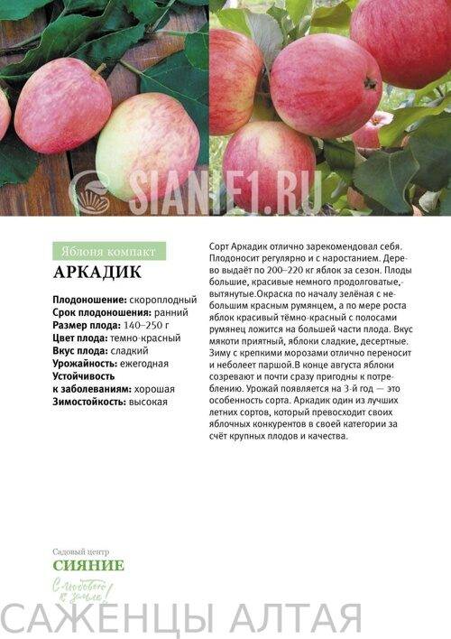 Описание сорта яблони черный бриллиант: фото яблок, важные характеристики, урожайность с дерева
