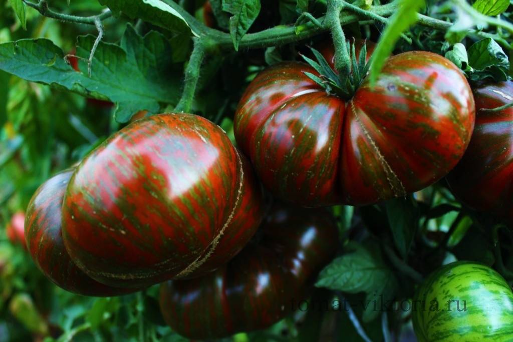 Лучшие сорта томата для подмосковья для теплиц и открытого грунта