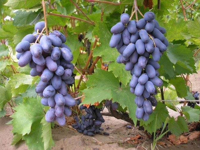 Виноград памяти негруля: особенности посадки этого сорта и ухода за ним, отзывы и фото