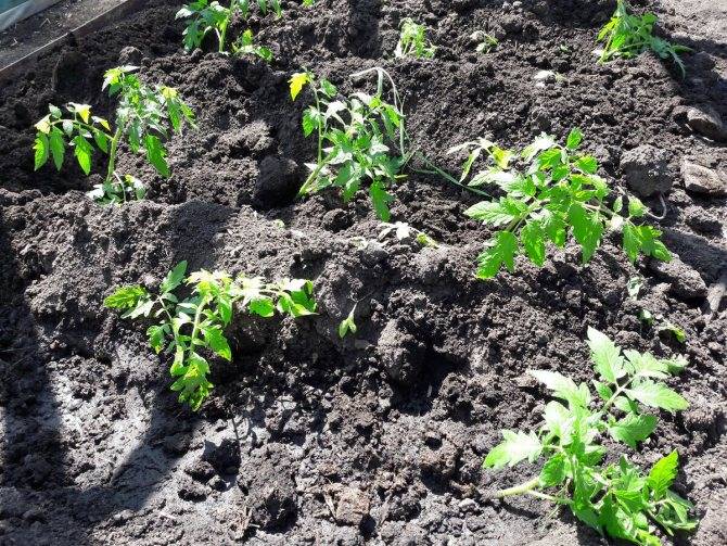 15 секретов выращивания томатов в открытом грунте. полив, мульча, подкормки. фото — ботаничка.ru