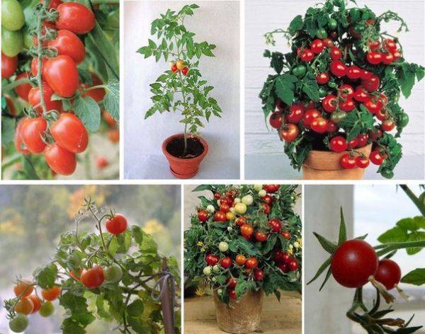 Как правильно выращивать помидоры дома на подоконнике: как посадить комнатные томаты в квартире, и условия получения большого урожая круглый год, сорта черри и иные