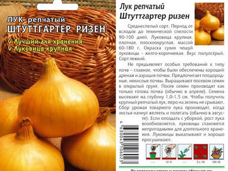 Лук штутгартер ризен: описание сорта, выращивание и уход :: syl.ru