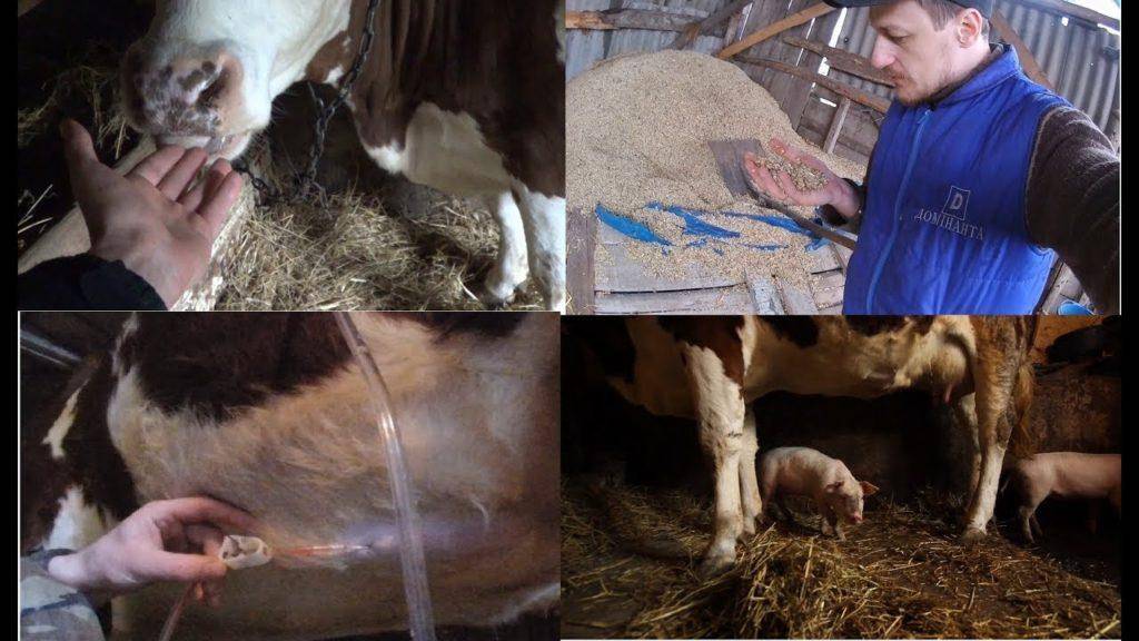 Выпас коров – правила и условия. как содержать без выпаса