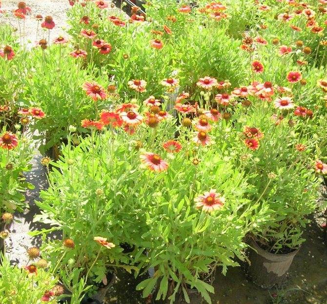 Огненный цветок гайлардия многолетняя: посадка и уход, нюансы выращивания растения для эффектного декора открытых участков