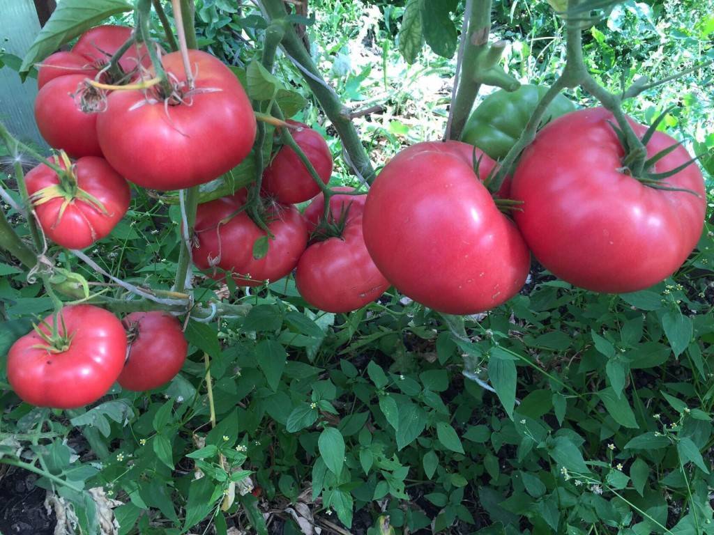 Урожайные и новые сорта помидор сибирской селекции для урала