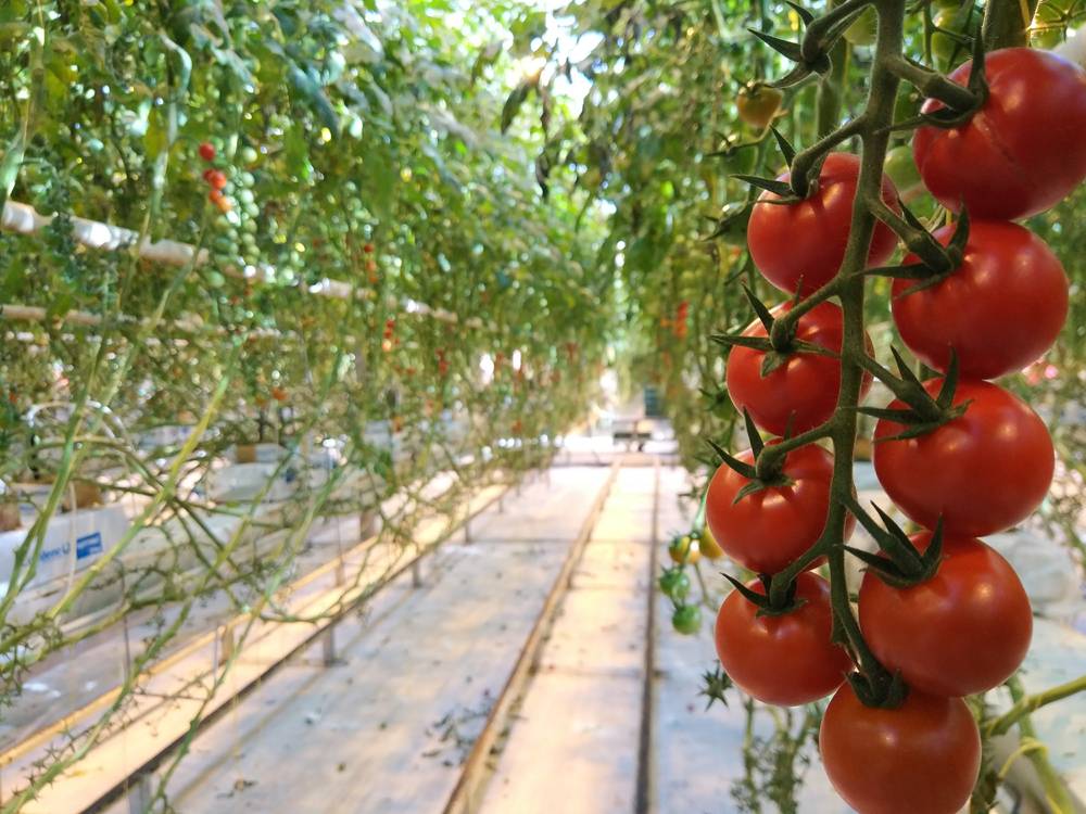 Как выращивать помидоры на гидропонике в домашних условиях