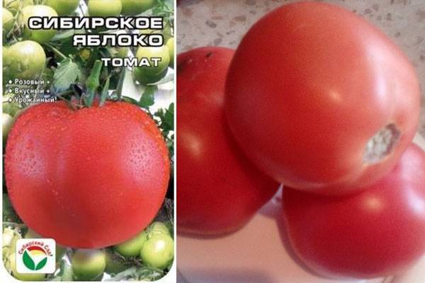 Томат сибирское яблоко: характеристика и описание сорта, его урожайность с фото