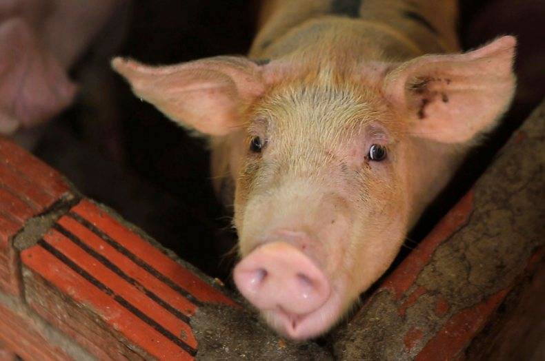 Болезнь ауески у свиней: симптомы и лечение, причины возникновения