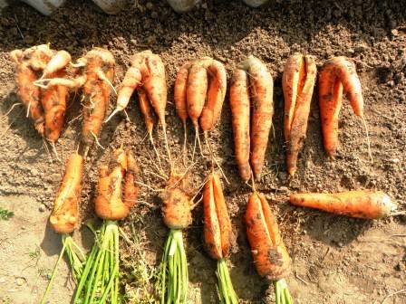 Почему кучерявится морковь: что делать, народные средства и методы