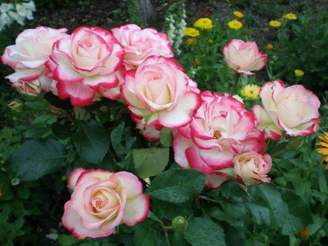 Чайно-гибридная роза принцесса монако (princesse de monaco): описание сорта, посадка и уход, отзывы садоводов