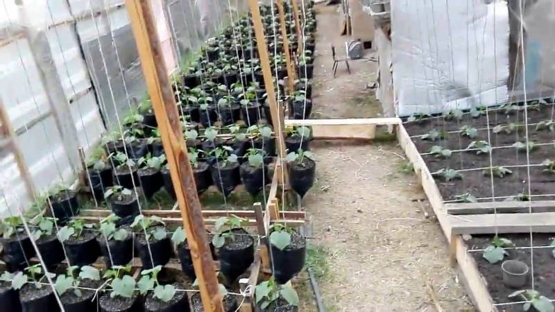 Можно ли тепличные помидоры выращивать в открытом грунте - сад и огород