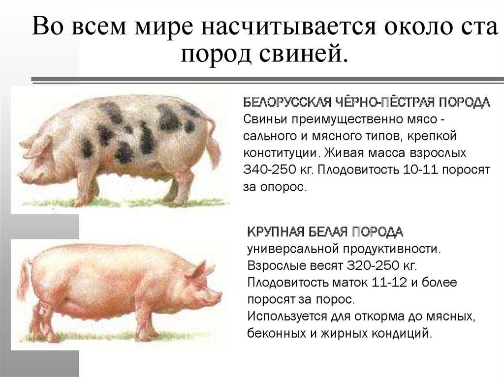 Какую породу свиней выбрать для собственного подворья