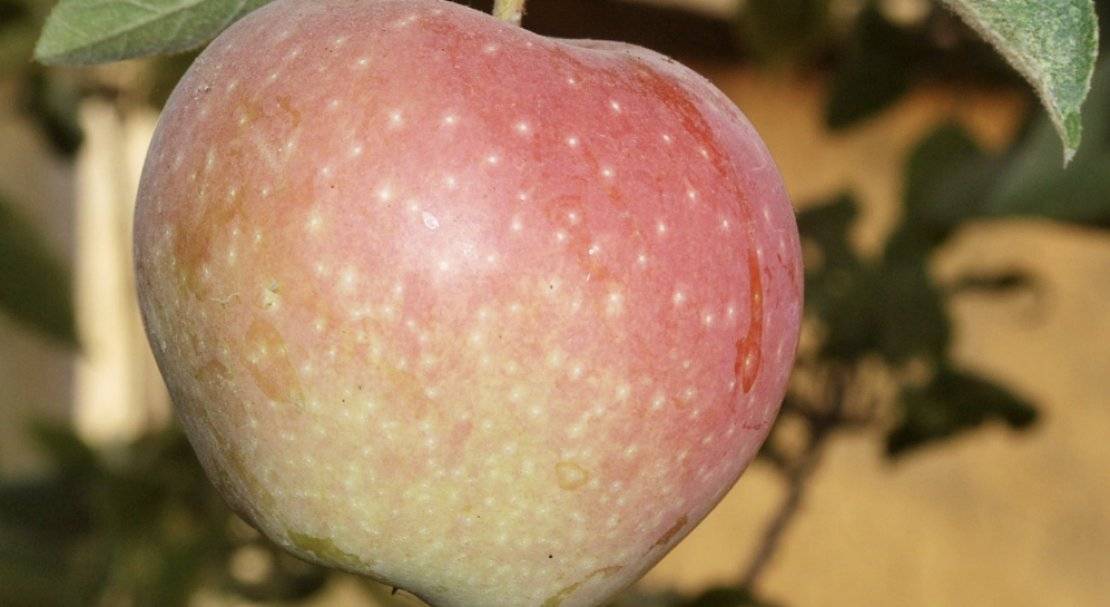 Описание и характеристика яблони сорта Кандиль орловский, посадка и уход