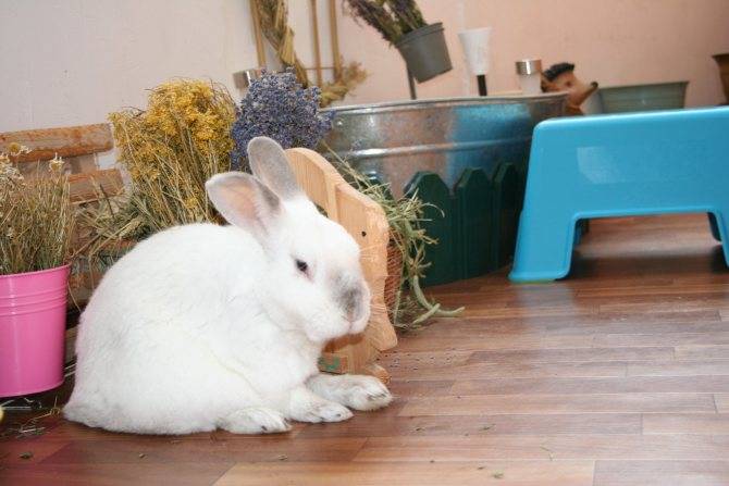 Вислоухие кролики декоративных пород – миниатюрные родственники французских баранов