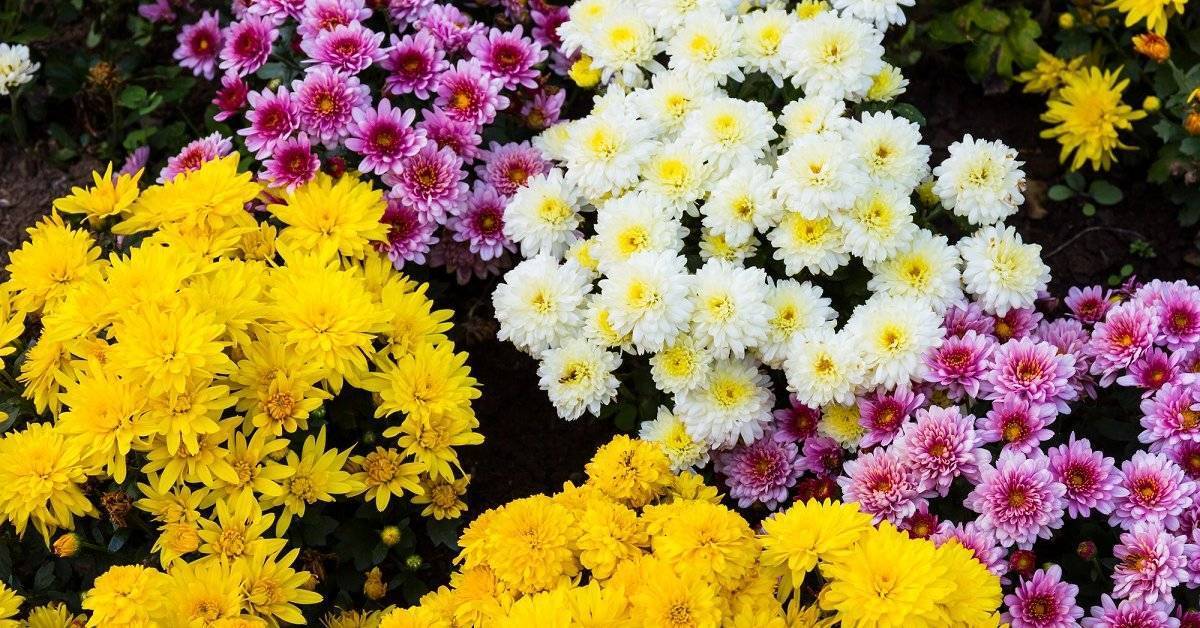 Хризантема садовая (140 фото): виды, самые популярные сорта, многолетние, выращивание из семян, как сажать, подготовка к зиме