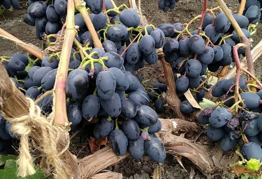Виноград чарли, описание сорта винограда