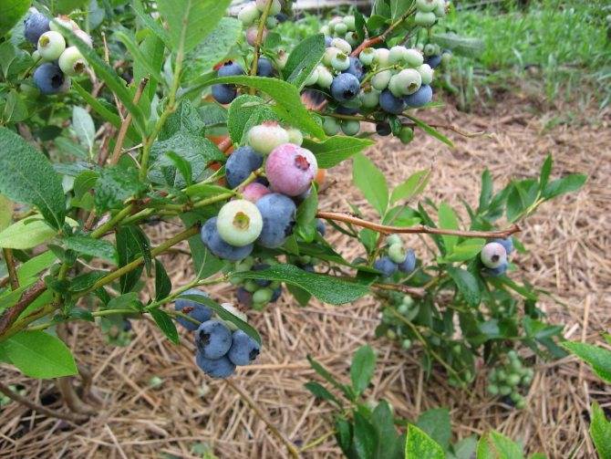 Голубика: выращивание и правильный уход. какие сложности могут возникнуть при выращивании голубики на садовом участке?
