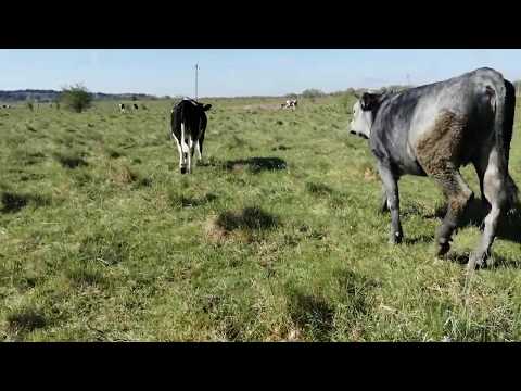 Пасти коров: как правильно и где можно, когда выгоняют на пастьбу
