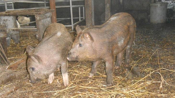 Кармалы порода свиней — характеристика и инструкция по выращиванию
