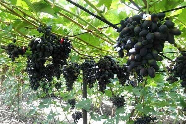 Виноград лора: характеристики и описание сорта, отзывы, посадка, уход, урожайность