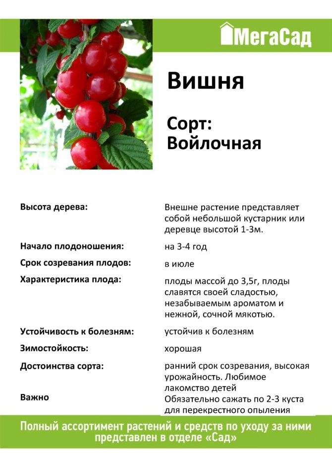Описание среднеспелой и высокоурожайной антрацитовой вишни