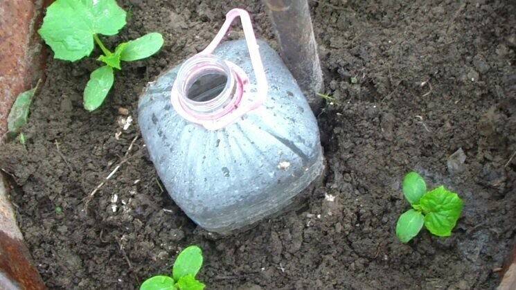 Посадка огурцов в 5 литровых бутылках в открытый грунт - сад и огород