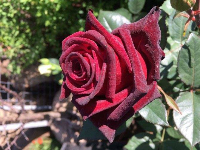 Блэк маджик роза - описание сорта, правила ухода, отзывы и фото