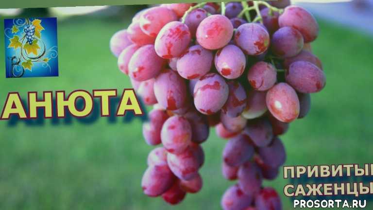 Сорт винограда «анюта»: характеристика, секреты выращивания