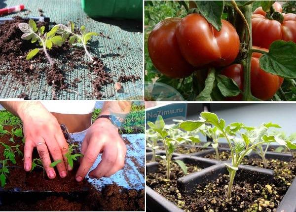 Метод терехиных по выращиванию томатов, жесткая пикировка, видео - дача сад огород
