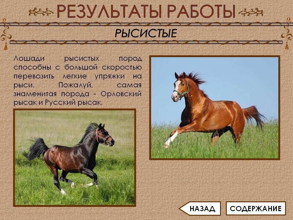 Достоинства и недостатки лошадей породы русский рысак