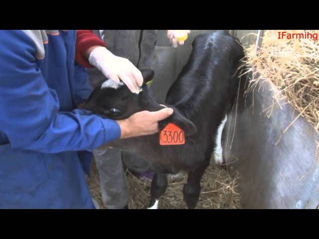Предупреждение роста рогов у телят, обезроживание коров и быков
