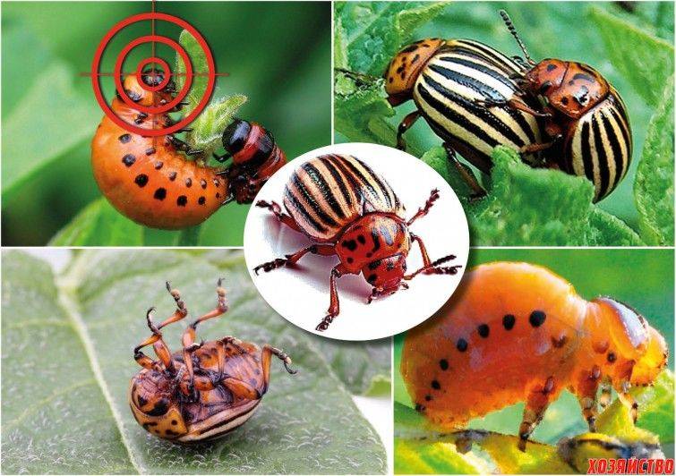 Горчица и уксус против колорадского жука: пропорции и отзывы