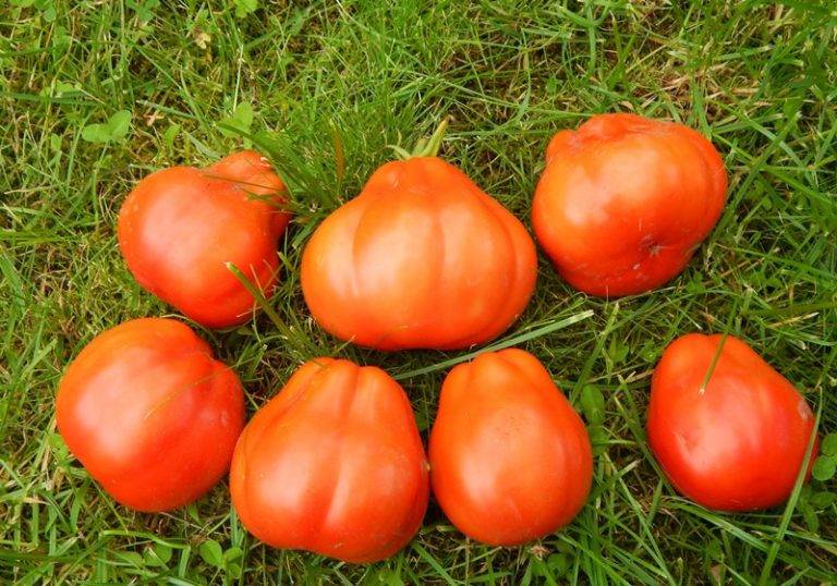 Описание и характеристики сортов томатов инжир розовый, красный и желтый, урожайность и выращивание