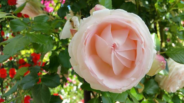 Плетистая роза pierre de ronsard (пьер де ронсар): описание сорта, видео