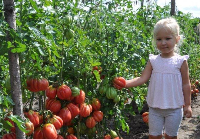 Томат "этуаль": описание сорта и характеристики сорта, фотографии помидоров русский фермер