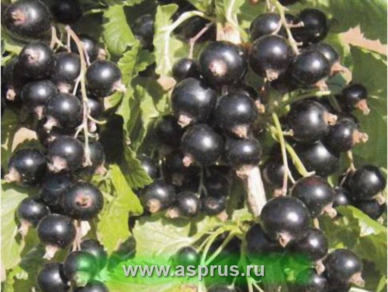 Сорт чёрной смородины зелёная дымка: описание, агротехника, фото, отзывы
