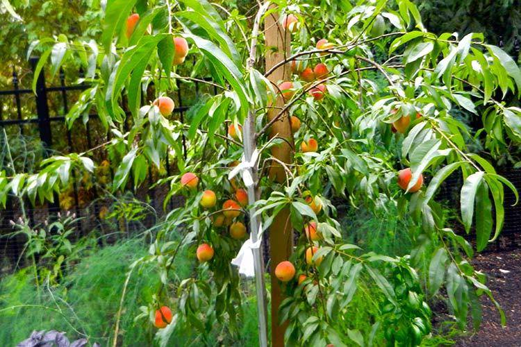 Можно ли вырастить персик в подмосковье