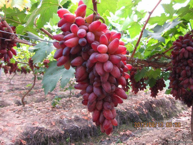 Виноград "маникюр фингер": описание сорта, фото, характеристики, выращивание selo.guru — интернет портал о сельском хозяйстве