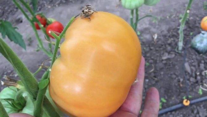 Обогащенные питательными веществами — томаты подарок феи: характеристики сорта и описание