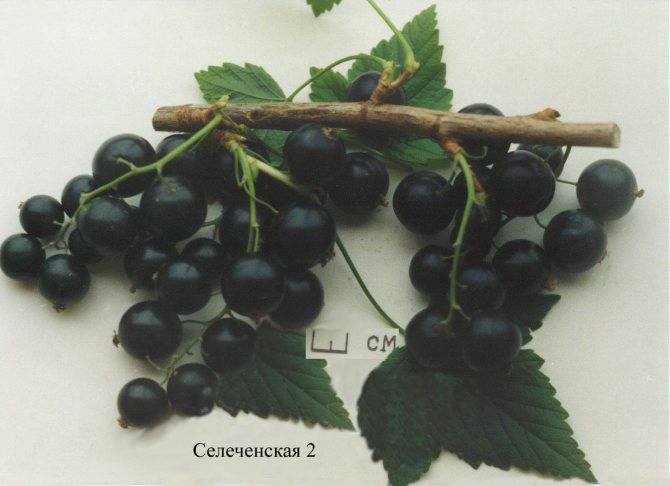 Смородина селеченская (черная) — описание ягоды, видео выращивания и секреты повышения урожайности (125 фото)
