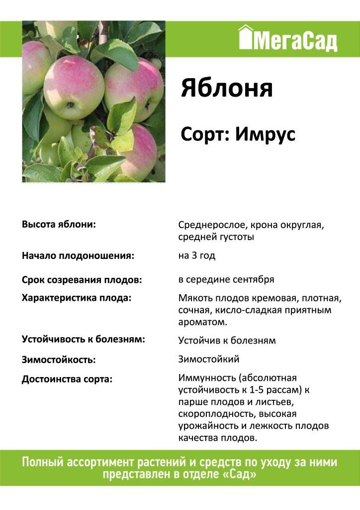 Описание сорта яблони мартовское: фото яблок, важные характеристики, урожайность с дерева