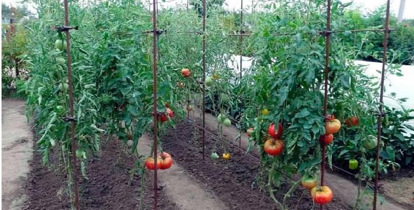 Все о посадке помидоров в сибири. какие сорта томатов лучше для выращивания в открытом грунте в этом регионе?
