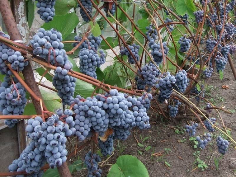 Морозоустойчивый виноград зилга: особенности выращивания