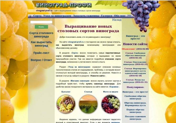 Описание и характеристики сорта винограда академик, технология выращивания