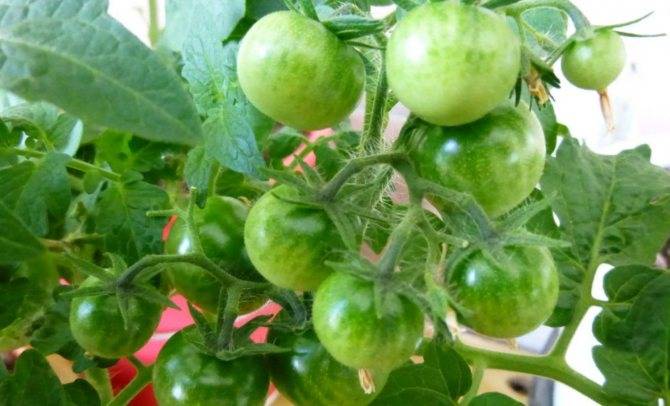 Томат «пиноккио»: настоящее украшение вашего балкона. правила выращивания этих помидоров в домашних условиях