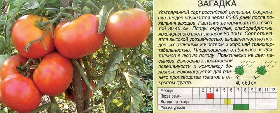 Полное описание и характеристики сорта томата линда