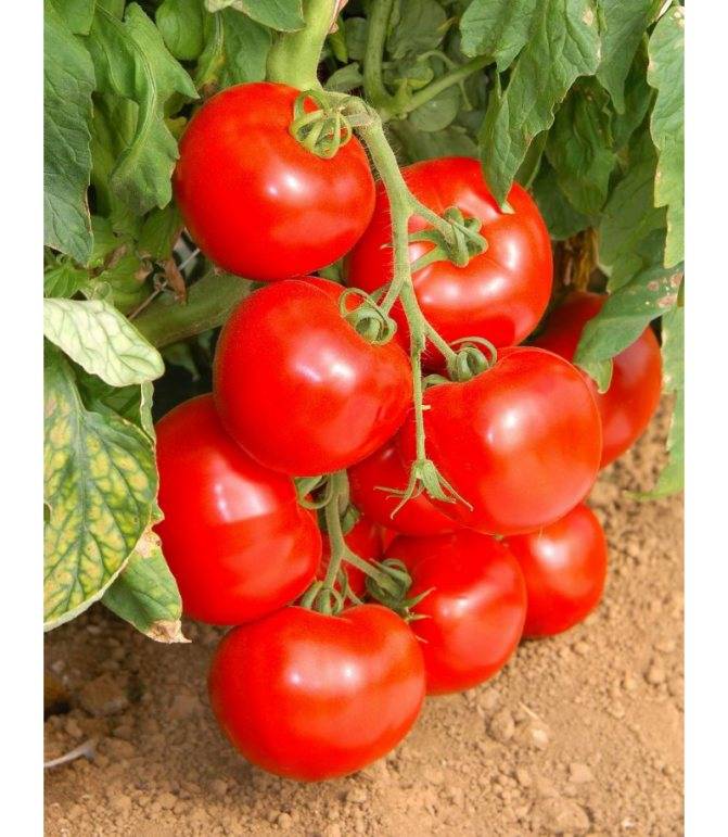 Томат линда f1: отзывы, фото куста, характеристика и описание сорта, выращивание семян помидора саката ф1